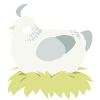 (unnamed), a white and silver chicken with a neck-band pattern
