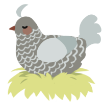 Wisp, a ash and silver chicken with a lace pattern