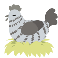 Dust, a mist and grey chicken with a bar pattern