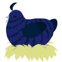 Filthy Raven, a navy and tumblr chicken with a bar pattern