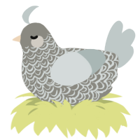 (unnamed), a ash and silver chicken with a double-lace pattern