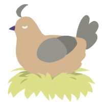A beige and ash chicken