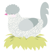 Silkie, a white and silver chicken with a double-lace pattern