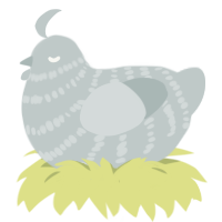 Silv, a silver chicken with a bar pattern