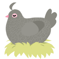 Pidge, a ash chicken with a double-lace pattern