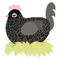 Saint, a black and grey chicken with a double-lace pattern