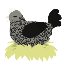 (unnamed), a ash and black chicken with a double-lace pattern