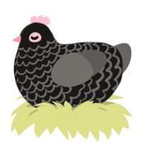 Barron A3P2, a sable and grey chicken with a lace pattern