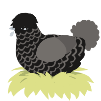 A sable and grey chicken with a lace pattern