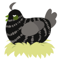 A black and grey chicken with a bar pattern