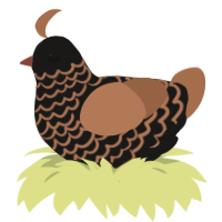 Rust, a sable and brown chicken with a lace pattern