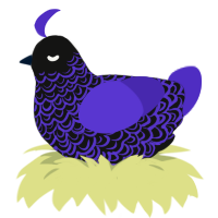 (unnamed), a black and indigo chicken with a double-lace pattern