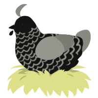 Connochaetes taurin, a black and ash chicken with a lace pattern