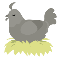 A ash chicken with a head pattern