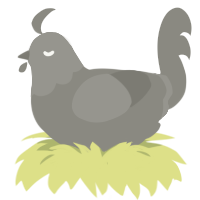 Ash, a ash chicken with a head pattern