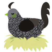 Cactus, a ash and mist chicken with a double-lace pattern
