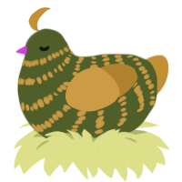 Durian, a olive and gold chicken with a bar pattern