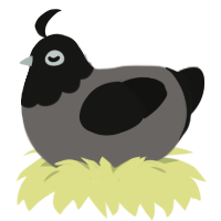 untamed, a grey and black chicken with a head pattern