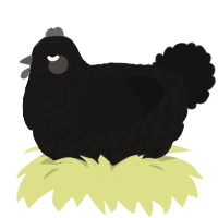 Zoid, a sable and black chicken with a lace pattern