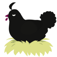 Raven, a black chicken