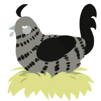 A ash and black chicken with a bar pattern