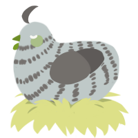 A silver and grey chicken with a bar pattern