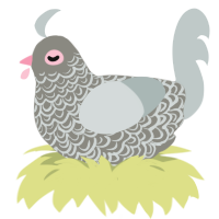 Pigeon, a ash and silver chicken with a double-lace pattern