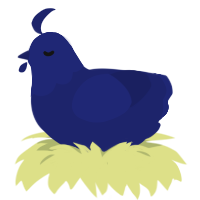 True Navy, a navy chicken with a head pattern