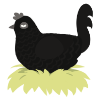 nocturne, a black and sable chicken with a lace pattern
