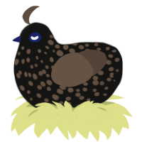 A black and bark chicken with a speckle pattern