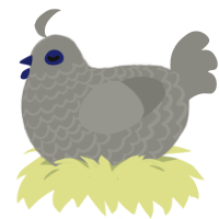 (unnamed), a ash chicken with a lace pattern