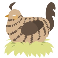A beige and bark chicken with a bar pattern