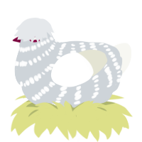 A mist and white chicken with a bar pattern