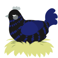 A sable and navy chicken with a bar pattern