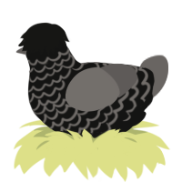 Gerald Way, a black and grey chicken with a lace pattern