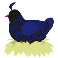 A sable and navy chicken with a double-lace pattern