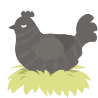 A grey chicken with a bar pattern