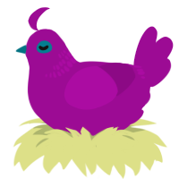A plum chicken with a neck-band pattern
