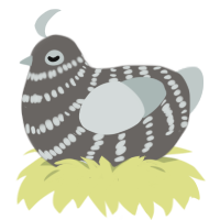 A grey and silver chicken with a bar pattern