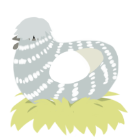 Cocaine, a silver and white chicken with a bar pattern