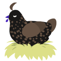 Black tea, a sable and bark chicken with a speckle pattern