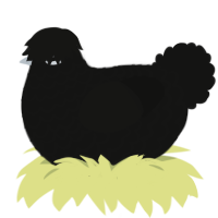 A black chicken with a lace pattern