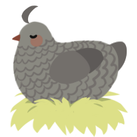 A ash and grey chicken with a lace pattern