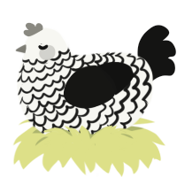 A white and black chicken with a lace pattern
