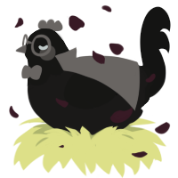 Akemi Homura, a sable and black chicken with a head pattern