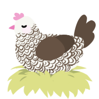 A white and bark chicken with a double-lace pattern