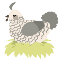 A cream and ash chicken with a lace pattern