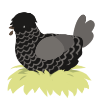 A sable and grey chicken with a lace pattern