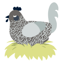 A grey and silver chicken with a double-lace pattern