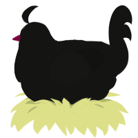 A black chicken with a half-lace pattern